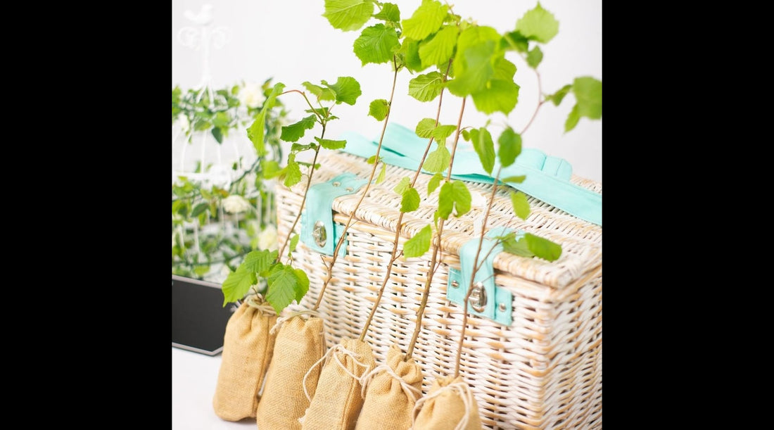 Incorporating Sustainability into Your Wedding: Eco-Friendly Ideas