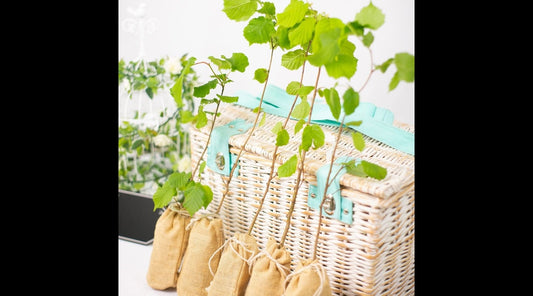 Incorporating Sustainability into Your Wedding: Eco-Friendly Ideas